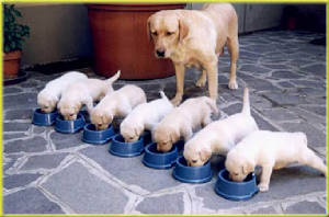 labradorescr.jpg