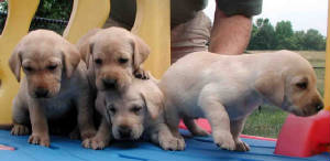 hombrecareypup11.jpg