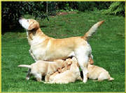 piky-puppies2.jpg