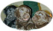 puppies.jpg
